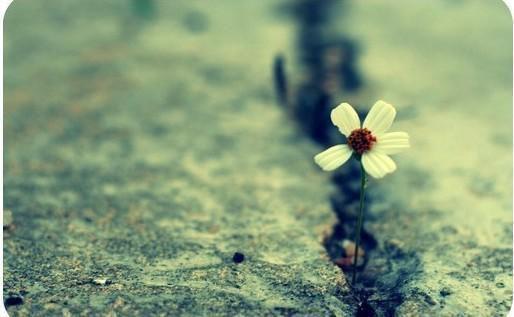 夏芸陆景彦小说名字 夏芸陆景彦章节试读