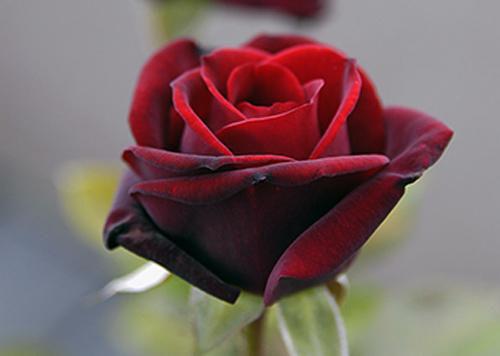 叶诗蔓胡书瑶全文免费 叶诗蔓胡书瑶在线阅读