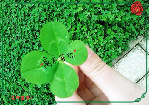 人面桃花长相忆：结局+番外（阮雾梨闻砚辞阮见微）最新章节列表_人面桃花长相忆：结局+番外全文阅读