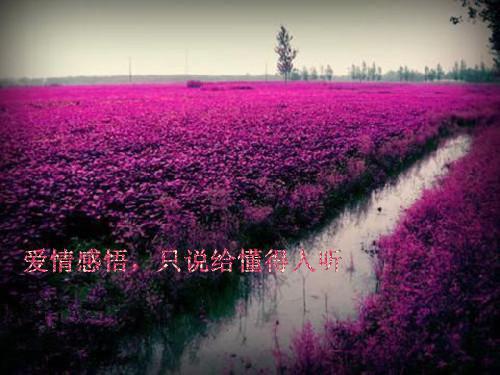 落青梅，佛前几度相思泪老书虫陆景琛宋佳音推荐完本_已完结落青梅，佛前几度相思泪老书虫（陆景琛宋佳音）