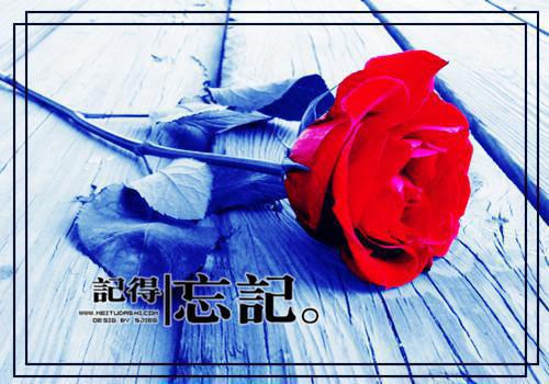 姜云宁贺临野小说全文免费阅读 姜云宁贺临野最新章节