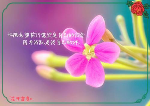 假死后合约情人崩溃了小说(叶司寒苏念禾)全文+后续（假死后合约情人崩溃了）无套路阅读