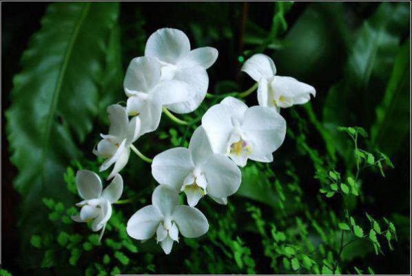 大将军的小娇娘最新更新 陈鸣元蓁免费读