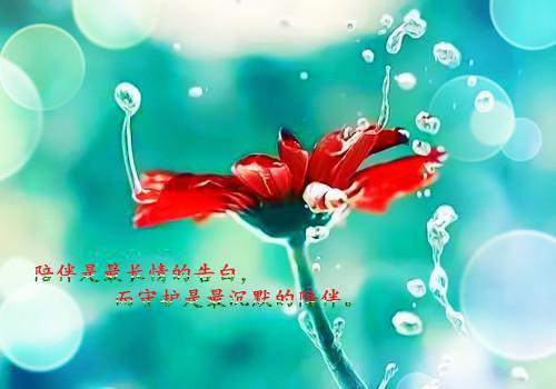 陆凛宋时野小说 蝴蝶结系的伤痕章节阅读