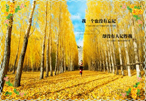 宋婉歌陆执言小说最新章节 宋婉歌陆执言免费阅读