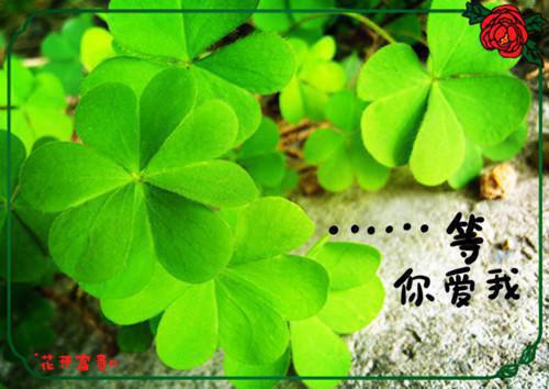 顾羡之林翩月哪里可以看 顾羡之林翩月免费阅读第2章