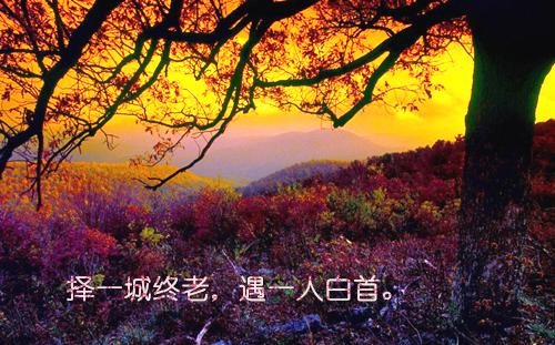 林只只姜时愿陆景年全文阅读 林只只姜时愿陆景年小说最新章节