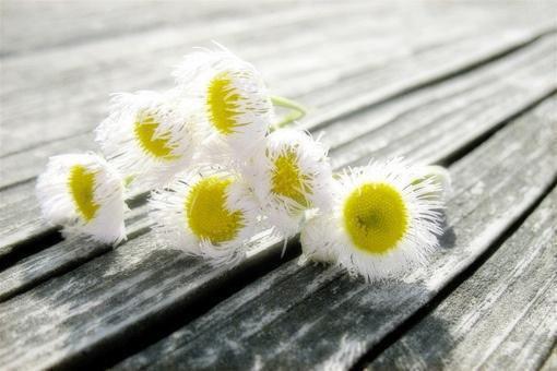 苏樾江依元大结局免费阅读 苏樾江依元全文小说