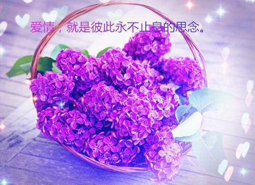 沈听晚张晴全文免费 沈听晚张晴在线阅读