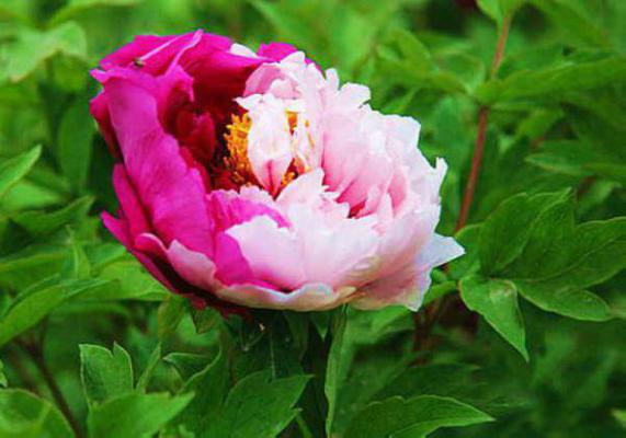 出狱后,小祖宗她又震惊全世界(林晚宁司烬爵)结局+番外新上热文大结局_出狱后,小祖宗她又震惊全世界(林晚宁司烬爵)最新章节列表