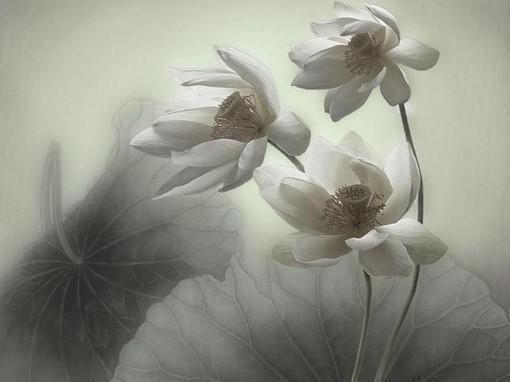 封清凝闻谦的小说 封清凝闻谦全文免费阅读