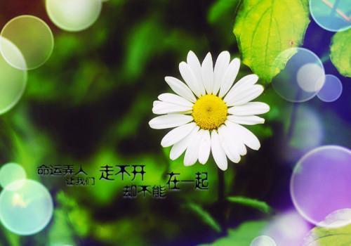林夏江欢月小说叫什么 林夏江欢月小说全文免费阅读