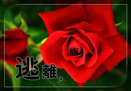 孤灯照寂，明珠潜曜：小说全文+后续免费阅读 乌绛霜宋席傅观冥乌息妄小说无弹窗