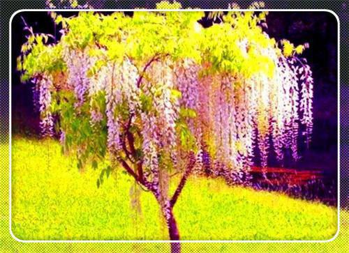 总裁的小娇夫是大男主小说(沈苏瑶林书景)章节阅读