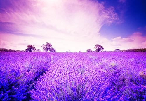 爱恨浮云过，一笑掌江山：全文沈明珠顾冥沈月昙(完整版)全文免费阅读沈明珠顾冥沈月昙小说