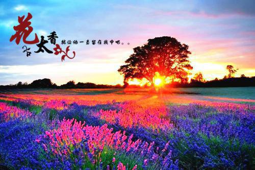 苏荔顾书砚全文免费大结局 苏荔顾书砚小说在线阅读