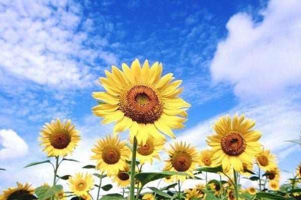 光影交织的谎言郁曦昭贺霖霄最新章节在线阅读