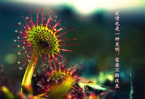 戚年宋玉衍后续（流放后我靠美食成为大富婆）全文在线下载在线+纯净版结局