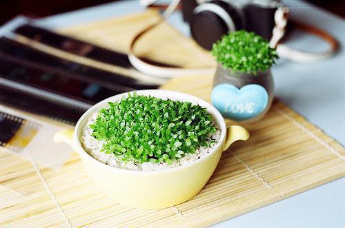 主角蒋辰安小说 蒋辰安小说全文免费阅读