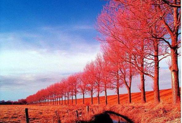 回忆里余留荒芜：结局+番外（沈如枝周泽越）最新章节列表_回忆里余留荒芜：结局+番外全文阅读
