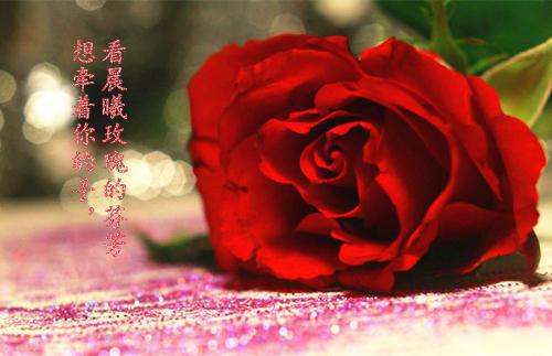 沈宁沫陆晏礼小说目录 沈宁沫陆晏礼完整免费版阅读