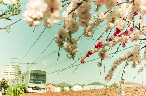 傅如霜江庭舟全文阅读 傅如霜江庭舟小说最新章节