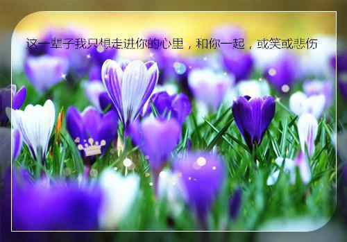 把他归还于晚风苏向晚彩蛋小说结尾+附加（白慕延苏向晚）清爽版阅读