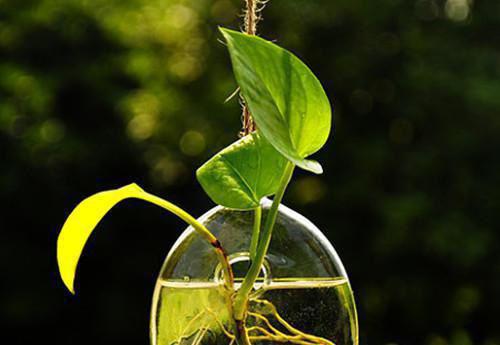 陆雪栀赵临川免费小说 陆雪栀赵临川在线阅读