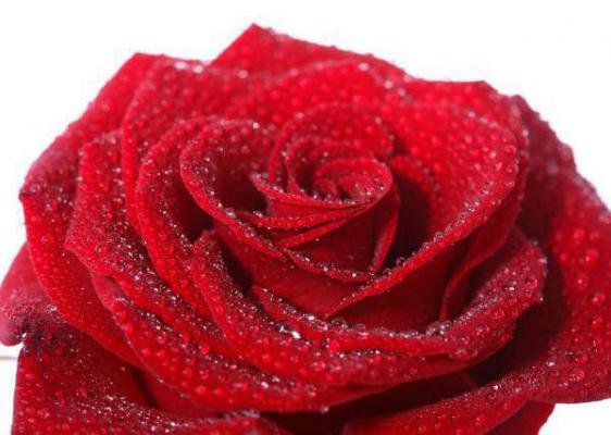 上官长离 长公主穿到民国杀疯了，督军好慌：+后续热血十足+延伸+完本（上官长离）畅享在线阅读