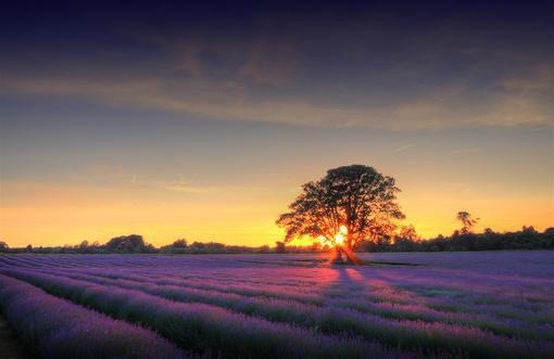 情花枯萎时，才说爱免费阅读 秦少廷沈念昔白樱小说无弹窗