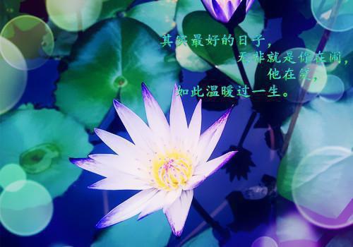 小说大结局小说贺知意小说已更新+特别篇（南风不知意，难慰意难平）纯净版