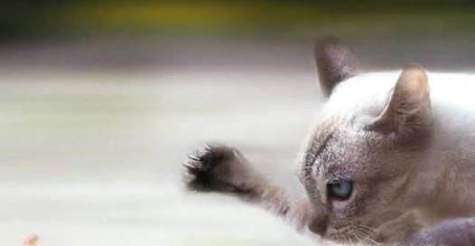 小猫不抓老鼠怎么办 如何训练小猫抓老鼠