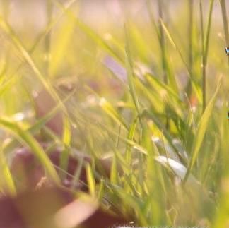 笔记本电脑视频通话没有声音怎么办？