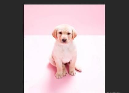 怎么利用PS中的仿制图章工具