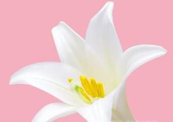 PS如何使用钢笔工具进行完美抠图？