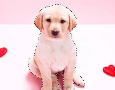 如何利用Photoshop的套索工具抠图？