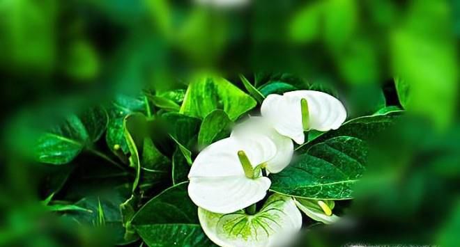 如何用美图秀秀制作局部虚化图？