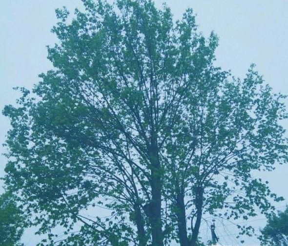 护眼桌面壁纸的效果和护眼方法