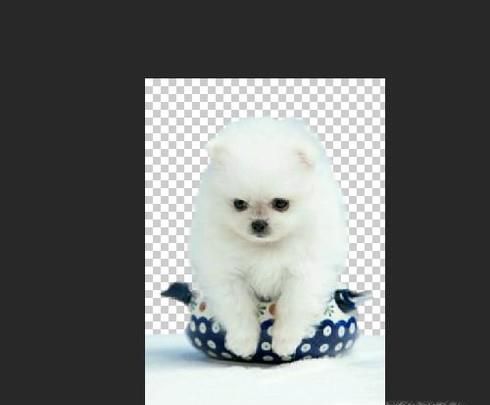 如何用PS给一张图片加入背景？