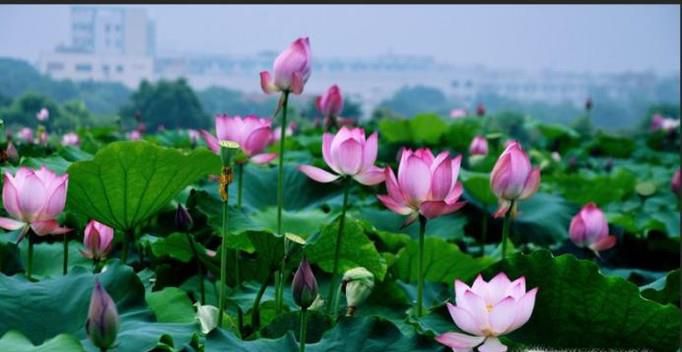 PS 设计如何使图片具有油画效果？