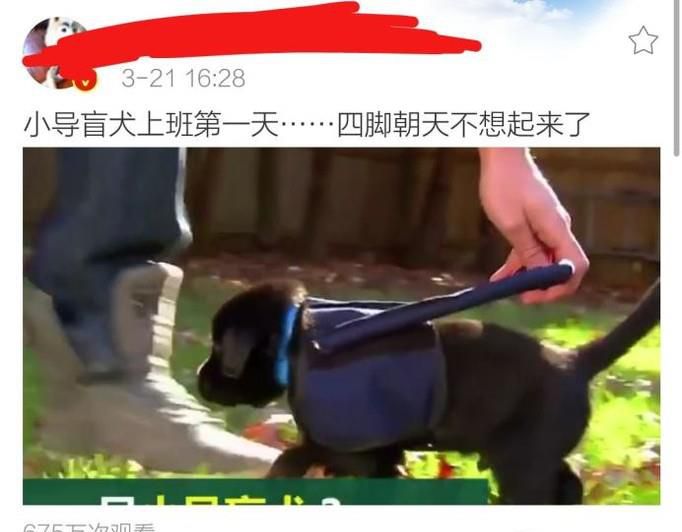 秒拍视频怎样下载到本地手机