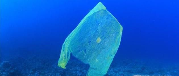 垃圾对海洋生物有哪些影响