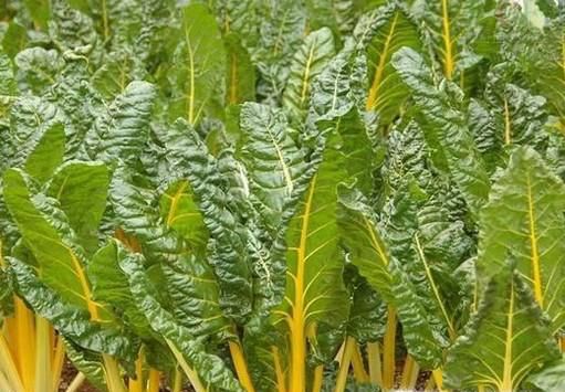 甜菜叶的营养价值与食用方法