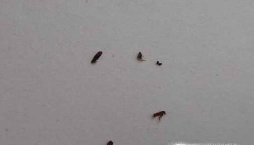 家里跳蚤怎么消灭，如何正确消灭跳蚤