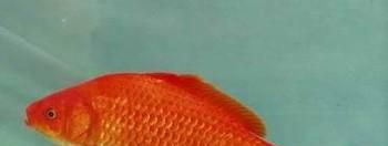 红鲫鱼怎么样饲养？