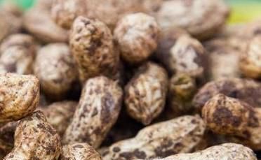 花生高产有哪些施肥技巧