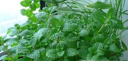 夏季哪些植物防蚊虫