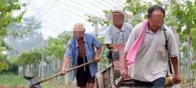 葡萄什么有机肥？如何施肥？