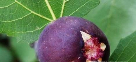 无花果的保存方法
