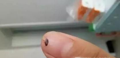 怎么消灭跳蚤，怎么彻底消灭家里的跳蚤